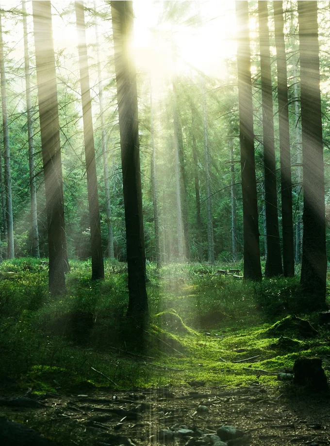 Sonnenlicht fällt durch die hohen Bäume eines dichten Waldes und wirft Lichtstrahlen auf den moosigen, grünen Waldboden.